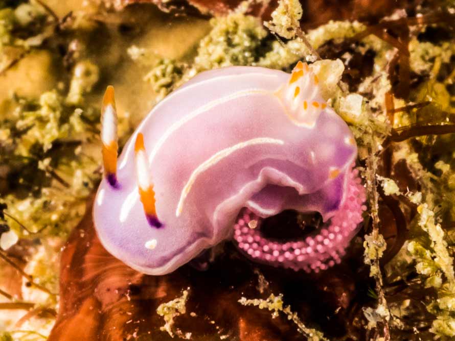 Mexichromis trilineata